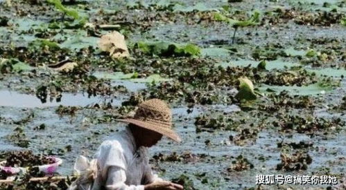 被“偷”走的珍宝 外来物种入侵之痛与反思